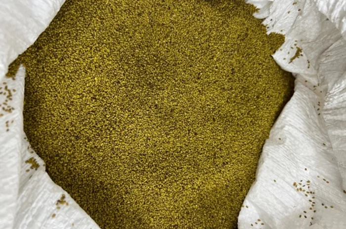 Люцерна не магнічена- фото № 4