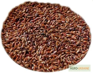 Продаются семена суданки с доставкой по всей Украине- фото № 1