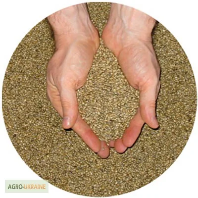 Куплю семена люцерны- фото № 1