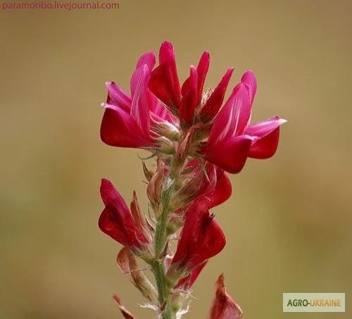 Продам семена Эспарцета, Одесская область, Большой Дальник, крупным и мелким оптом- фото № 1