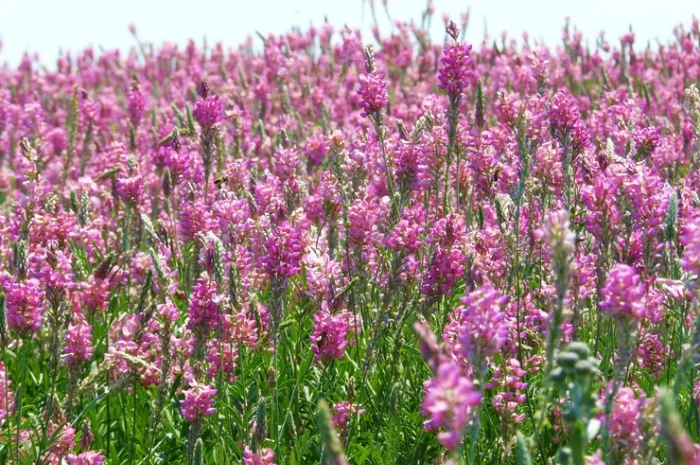 Куплю Эспарцет, Одесская область- фото № 1