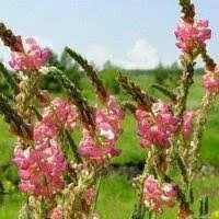 Семена эспарцета Аметист Донецкий – среднеспелый сорт- фото № 1