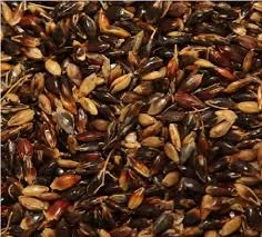 Семена суданской травы ГОЛУБОВСКАЯ 25 элита- фото № 1