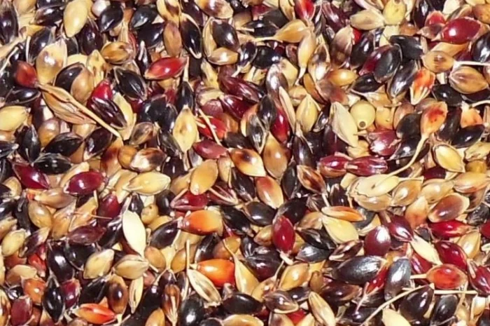 Элитные семена суданской травы Билявка 1 репродукция- фото № 1