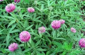 Семена красного клевера сорта Мироновский 45- фото № 1