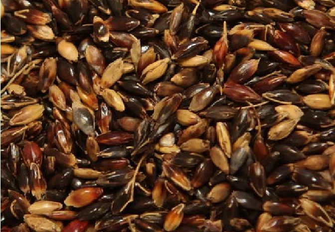 Семена суданской травы сорта Мироновская 10, элита, 1 репрод- фото № 1