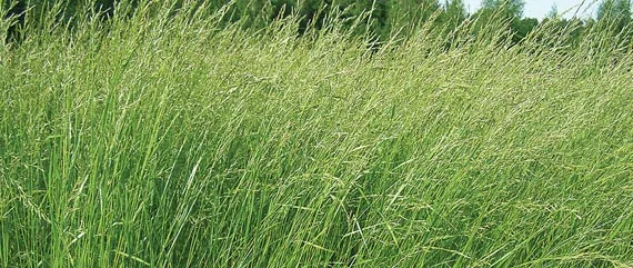 Насіння тимофіївки – продаж якісного насіння- фото № 1