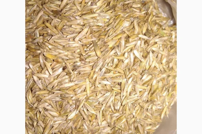 Насіння тимофіївки – продаж якісного насіння- фото № 2