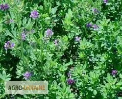 Продаж насіння люцерни- фото № 1