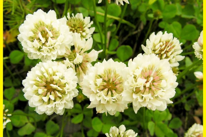 Біла конюшина, Клевер белий- фото № 1