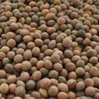 Продается семена ячменя ярового, сорт Гибридная 97- фото № 3