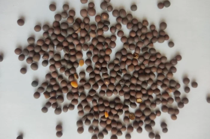 Продается семена ячменя ярового, сорт Гибридная 97- фото № 1