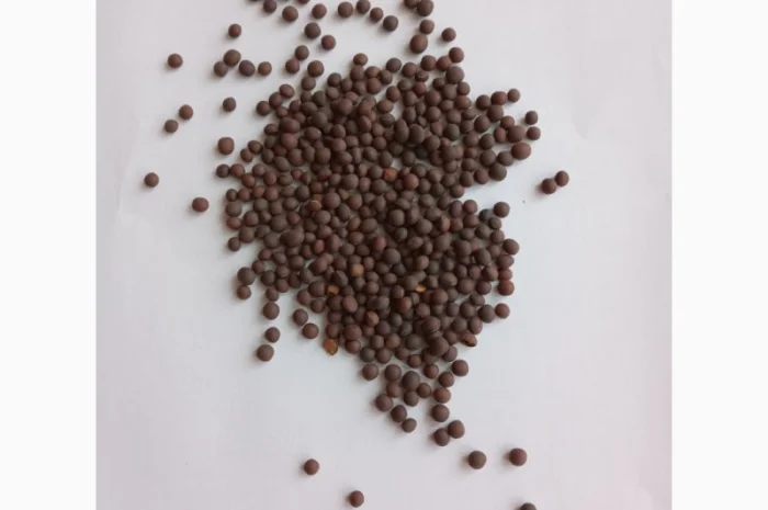 Продается семена ячменя ярового, сорт Гибридная 97- фото № 2