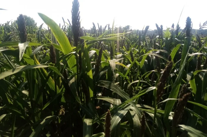 Пайза - семена китайского проса- фото № 1