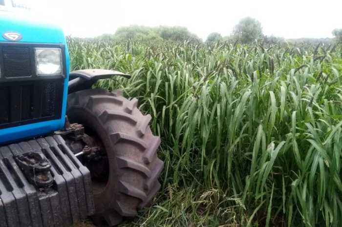 Пайза - семена китайского проса- фото № 2