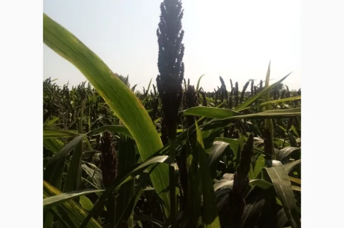 Пайза - семена китайского проса- фото № 3