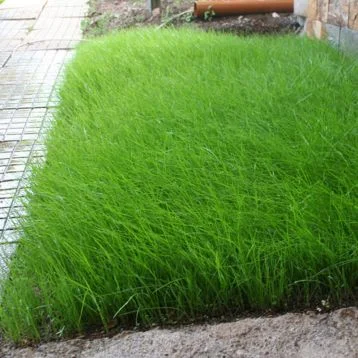 Семена кормовых трав: люцерна, горчица, рапс и другие- фото № 1