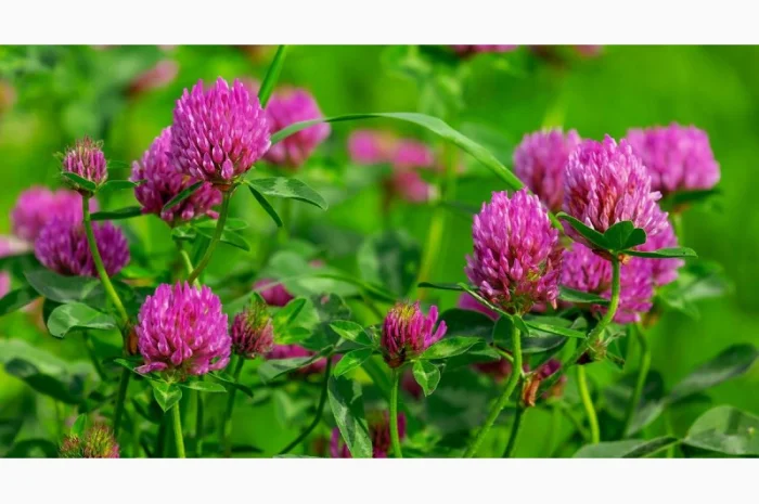 Семена кормовых трав: люцерна, горчица, рапс и другие- фото № 2