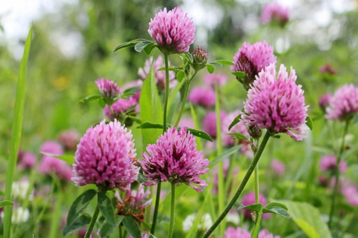 Семена кормовых трав: люцерна, горчица, рапс и другие- фото № 4