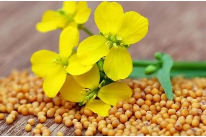 Семена кормовых трав: люцерна, горчица, рапс и другие- фото № 6