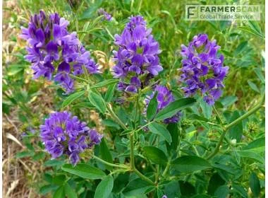 Семена кормовых трав: люцерна, горчица, рапс и другие- фото № 7