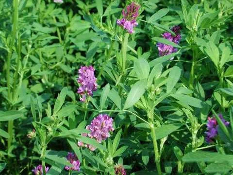 Семена кормовых трав: люцерна, горчица, рапс и другие- фото № 8