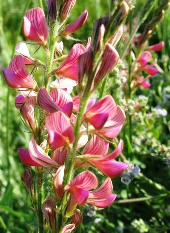 Продаж ЕСПАРЦЕТУ оптом від 1 тонни- фото № 1