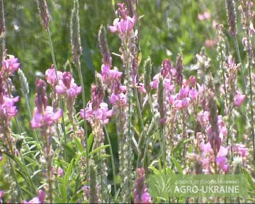 Продаж ЕСПАРЦЕТУ оптом від 1 тонни- фото № 2