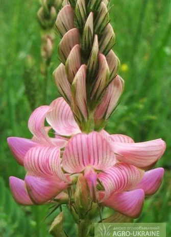 Купую насіння еспарцету оптом- фото № 1