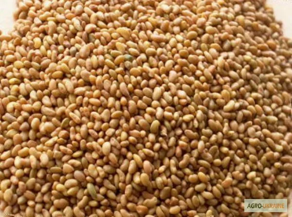 Пропонується люцерна оптом та в роздріб- фото № 1