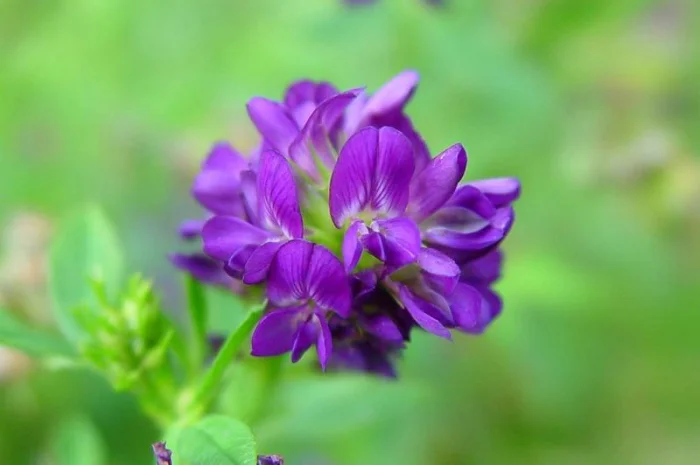 Продается семена люцерны- фото № 1