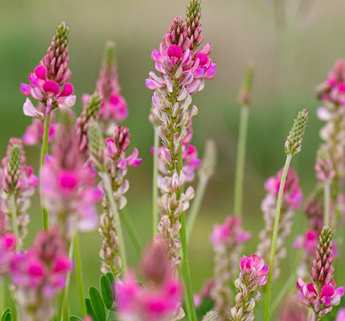 Продам Еспарцет ціна договірна в залежності від обєму- фото № 1