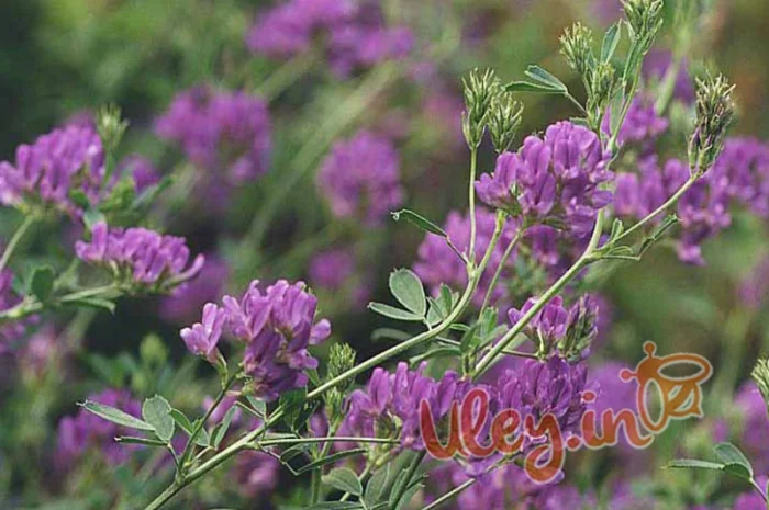 Пропонується люцерна, ціна договірна- фото № 1