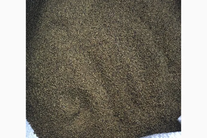 Продаются семена люцерны омагниченные- фото № 2