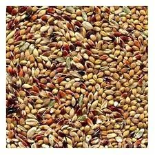 Семена Суданки Билява и Мироновская в продаже- фото № 2