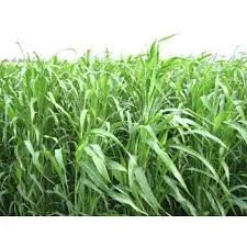 Семена Суданки Билява и Мироновская в продаже- фото № 3