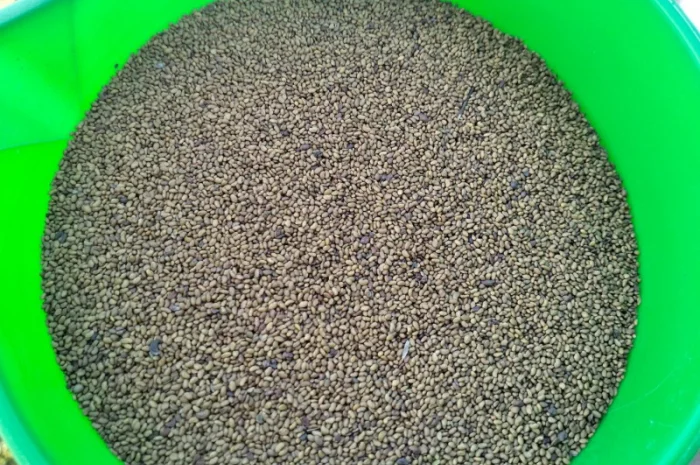 Якісне насіння конюшини червоної 2024 року- фото № 1