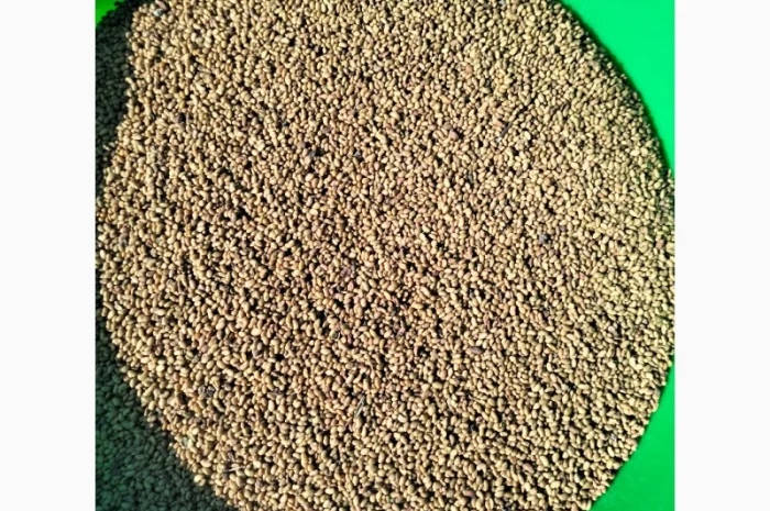 Якісне насіння конюшини червоної 2024 року- фото № 2