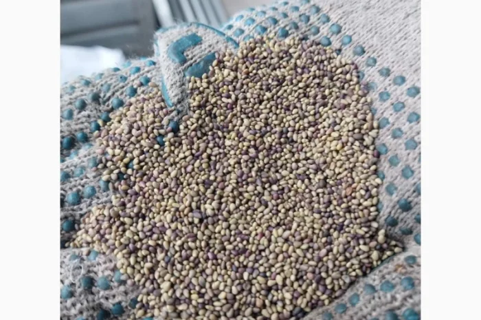 Якісне насіння конюшини червоної 2024 року- фото № 3