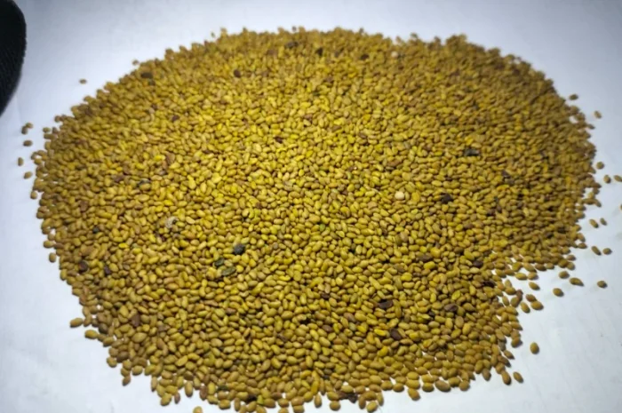 Якісне насіння конюшини червоної 2024 року- фото № 4