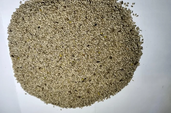 Якісне насіння конюшини червоної 2024 року- фото № 5