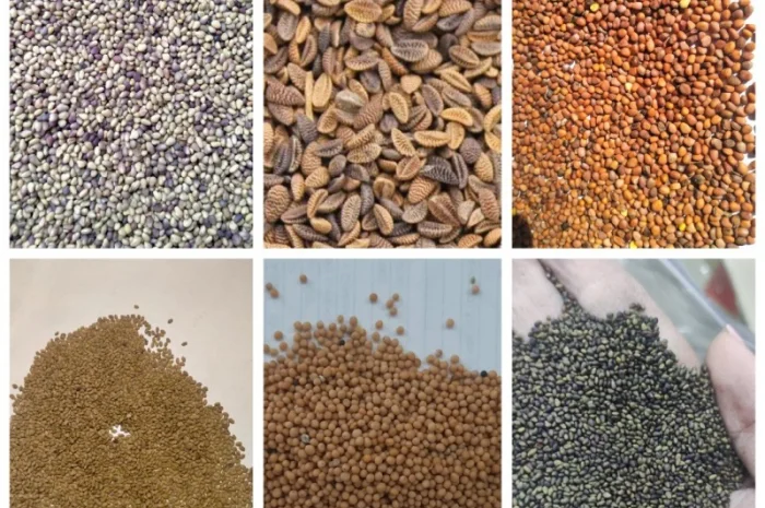 Купую насіння Люцерни, Конюшини, Еспарцету оптом- фото № 1