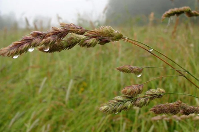 Ежа сборная/ Грястиця збірна. Можливий продаж з ПДВ- фото № 1