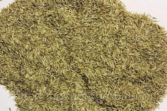 Ежа сборная/ Грястиця збірна. Можливий продаж з ПДВ- фото № 2