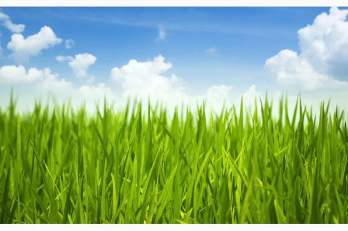 Продаж насіння кормових трав та газонних трав- фото № 1