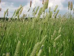 Тимофеевка луговая – продажа с ПДВ- фото № 1