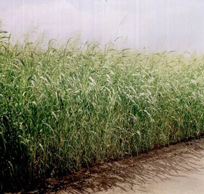 Суданская трава- фото № 2