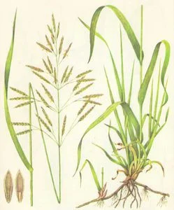 Кострец безостый (Стоколос) - семена кормовых трав- фото № 2