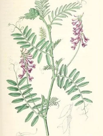 Вика ярова – насіння кормових трав- фото № 2