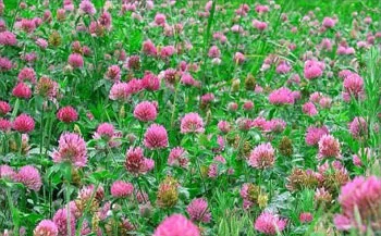 Клевер красный – семена кормовых трав с возможностью продажи с ПДВ- фото № 1